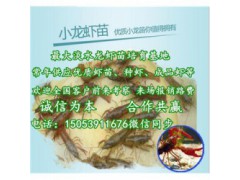 柏乡县龙虾苗多少钱一斤—龙虾繁育基地