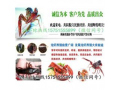 砀山县龙虾种苗价格……龙虾什么时候放苗